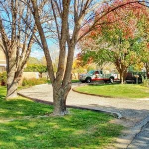 What are the benefits of tree trimming?