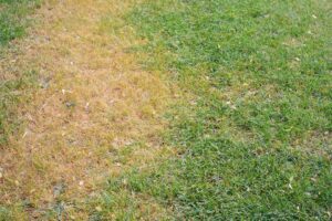 Steps to Revive a Pest-Damaged Lawn