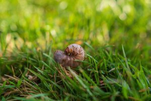 Common FAQs about Lawn Pest Control in Albuquerque, NM